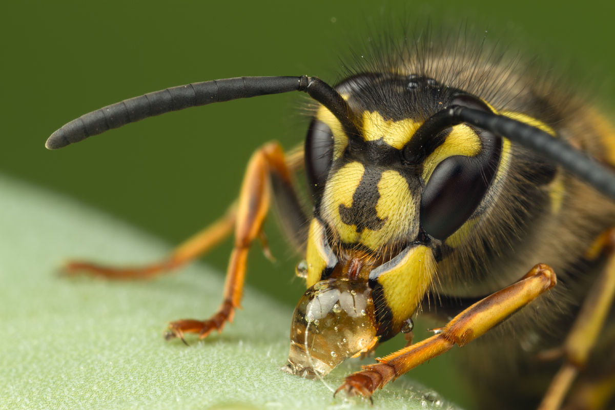 common-wasp